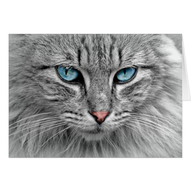 Grey Cat w/Blue Eyes (Front Horizontal)