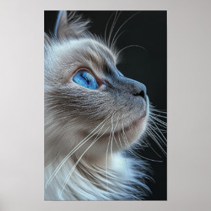 Grey cat with blue eyes poster