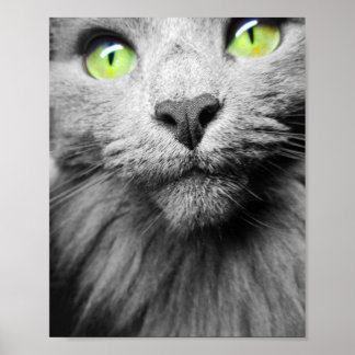 Grey Cat with Bright Green Eyes Poster