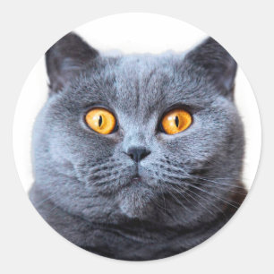 Grey cat yellow eyes classic round sticker