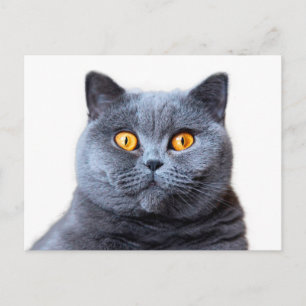 Grey cat yellow eyes postcard