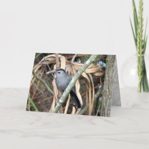 Grey Catbird Greeting Card
