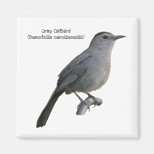 Grey Catbird Magnet