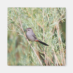 Grey Catbird Magnet
