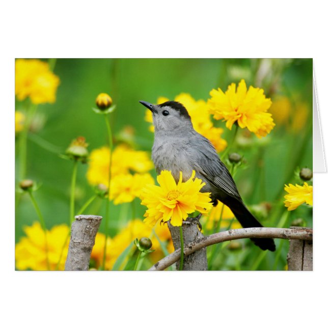 Grey Catbird on wooden fence (Front Horizontal)