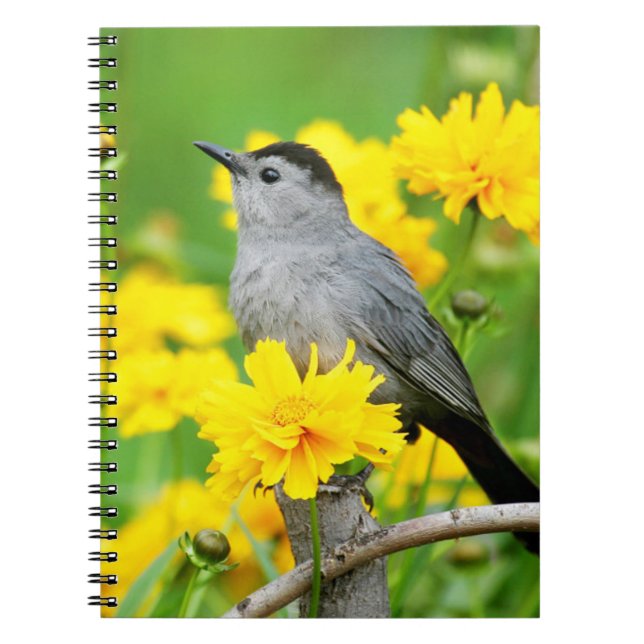 Grey Catbird on wooden fence Notebook (Front)