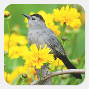 Grey Catbird on wooden fence Square Sticker