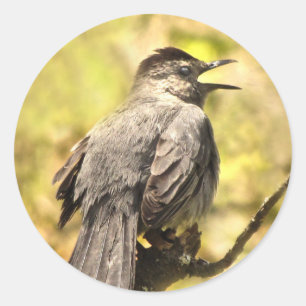 Grey Catbird Singing His Song Sticker