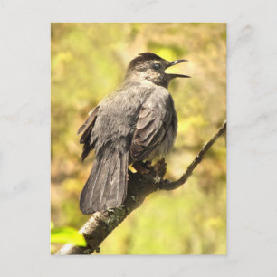 Grey Catbird Sings His Song Postcard