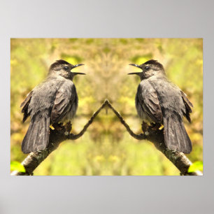 Grey Catbirds Singing Their Song Poster