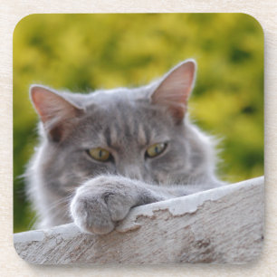 Grey Cats Paw Coaster