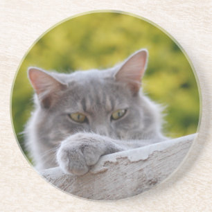Grey Cats Paw Coaster