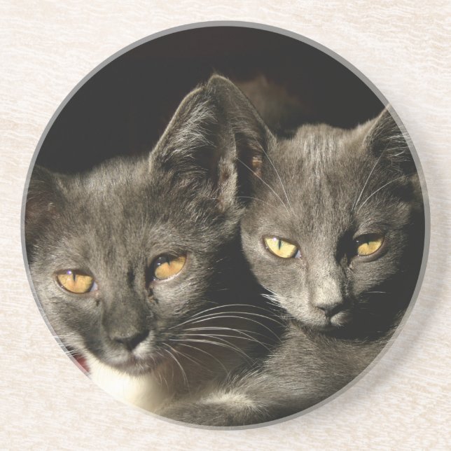 Grey cats Photo Coaster (Front)