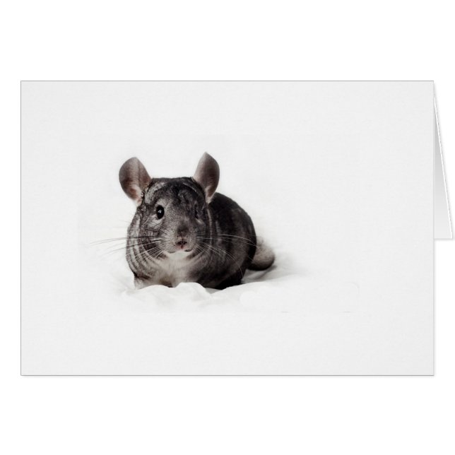 Grey Chinchilla Cute in Blanket (Front Horizontal)