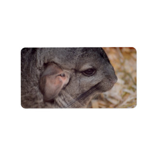 grey chinchilla side head view animal label