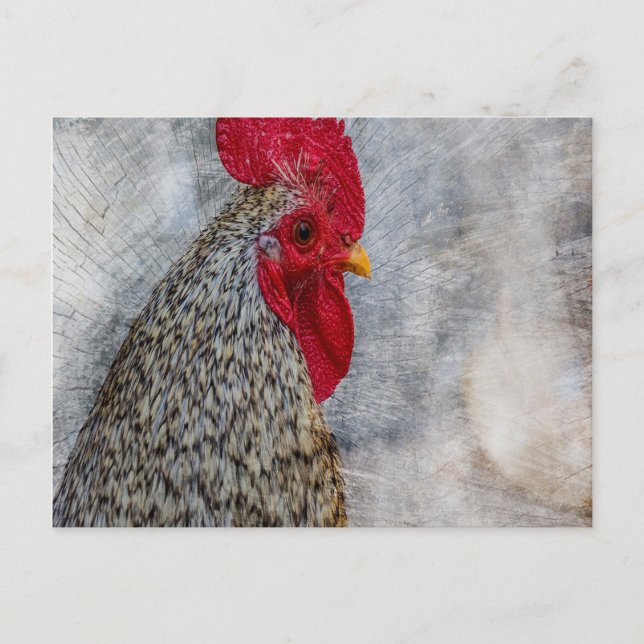 Grey Country Rooster Postcard (Front)
