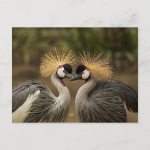 Grey Crowned Crane bird couple Postcard