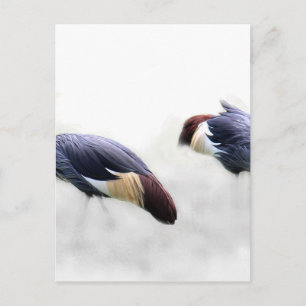 grey crowned crane bird wings feathers postcard