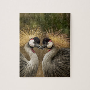 Grey Crowned Crane Jigsaw Puzzle
