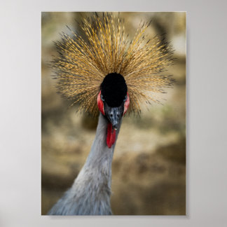 Grey Crowned Crane Portrait with Golden Crest Poster