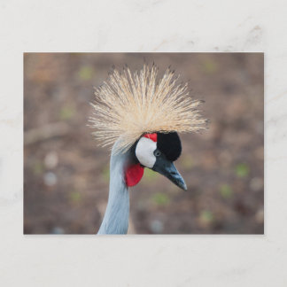 Grey Crowned Crane Postcard