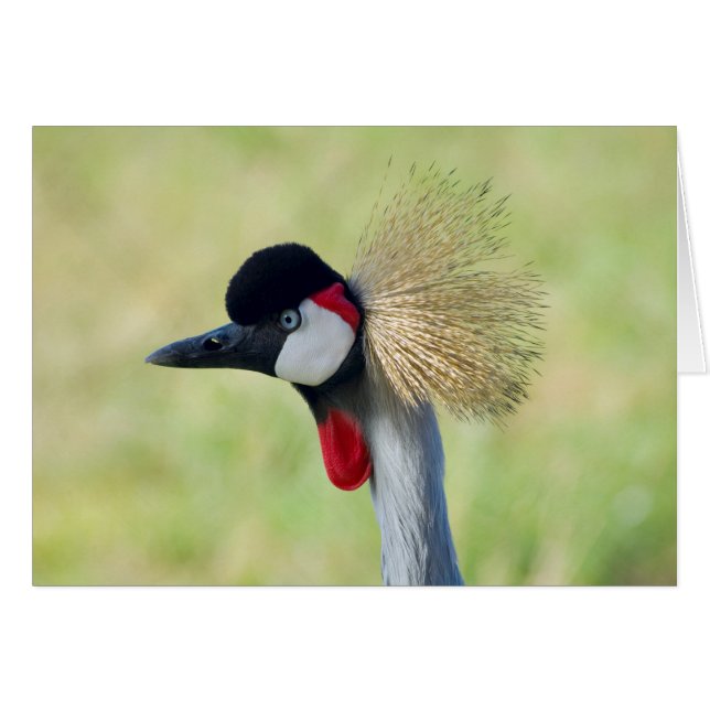 Grey Crowned Crane Profile (Front Horizontal)