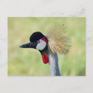 Grey Crowned Crane Profile Postcard