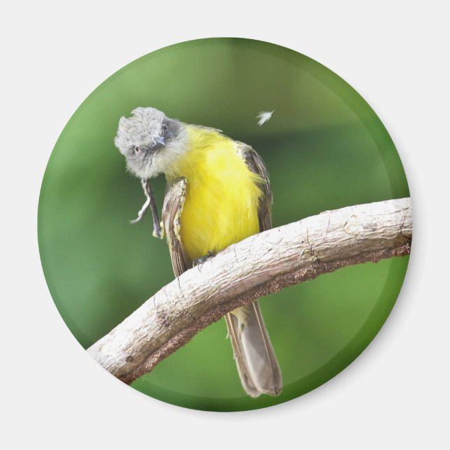 Grey-crowned Flycatcher Magnet (Front)