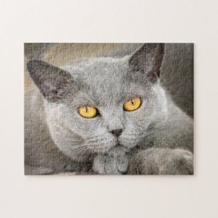Grey Domestic Short hair Cat Jigsaw Puzzle