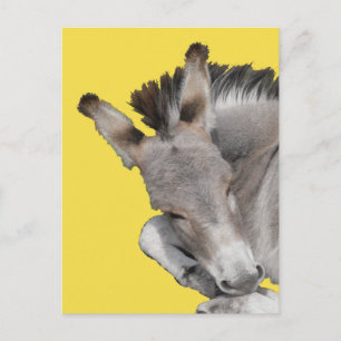 Grey Donkey Foal Postcard