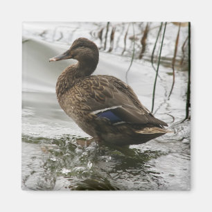 Grey duck on dark the lake magnet