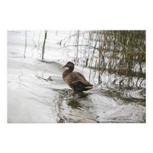 Grey duck on dark the lake photo print