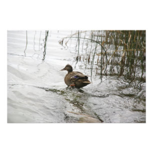 Grey duck on dark the lake photo print