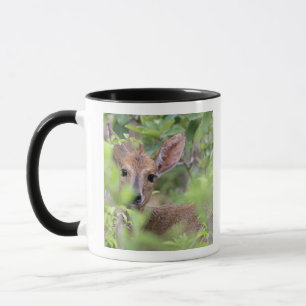 Grey Duiker (Sylvicapra grimmia) hiding in Mug