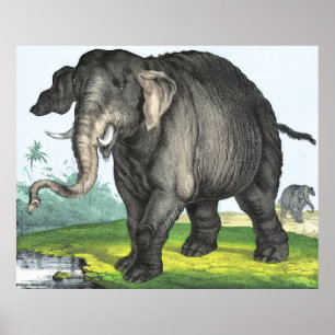 Grey Elephant Poster