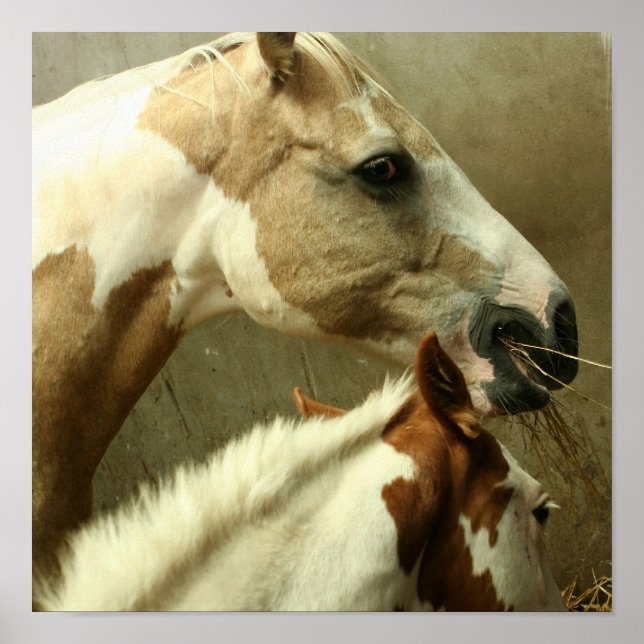 Grey Eventing Horse Poster (Front)
