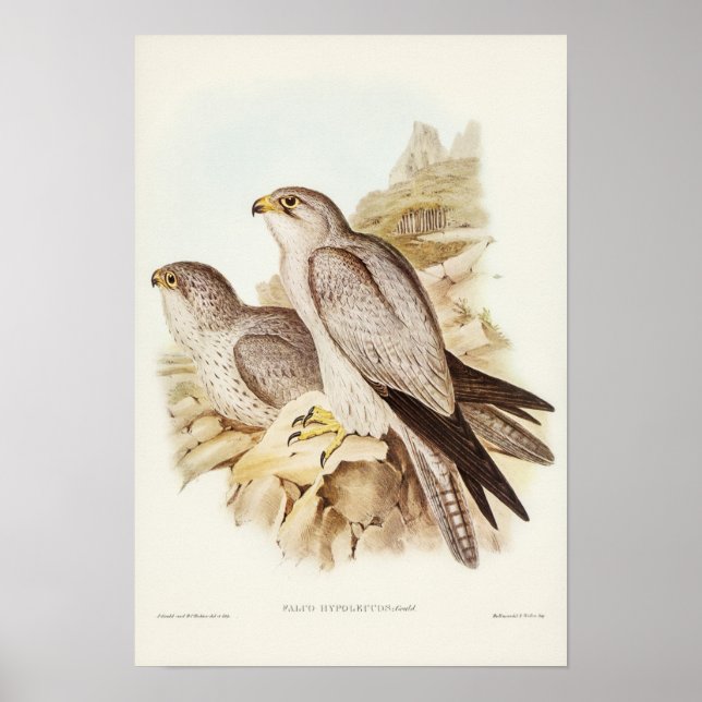 Grey Falcon by Elizabeth Gould Poster (Front)