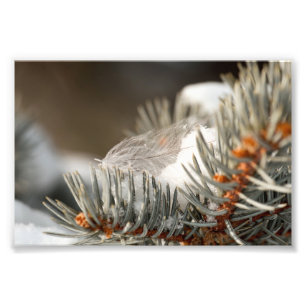 Grey Feather In Winter Evergreen Branch Photo Print