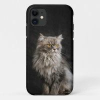 Grey Fluffy Cat