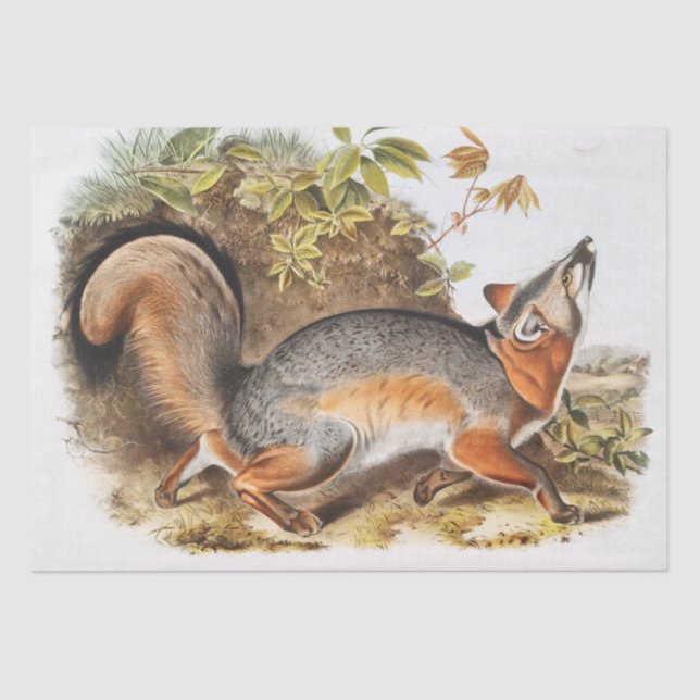 Grey Fox (Canis Virginianus) Tissue Paper (Front)