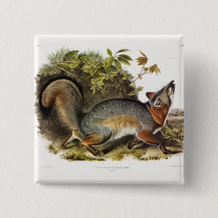 Grey Fox / Grey Fox Audubon's American Quadrupeds 15 Cm Square Badge