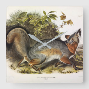 Grey Fox / Grey Fox Audubon's American Quadrupeds Square Wall Clock