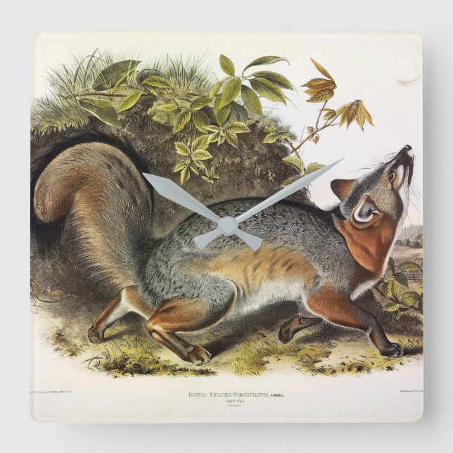 Grey Fox / Grey Fox Audubon's American Quadrupeds Square Wall Clock (Front)