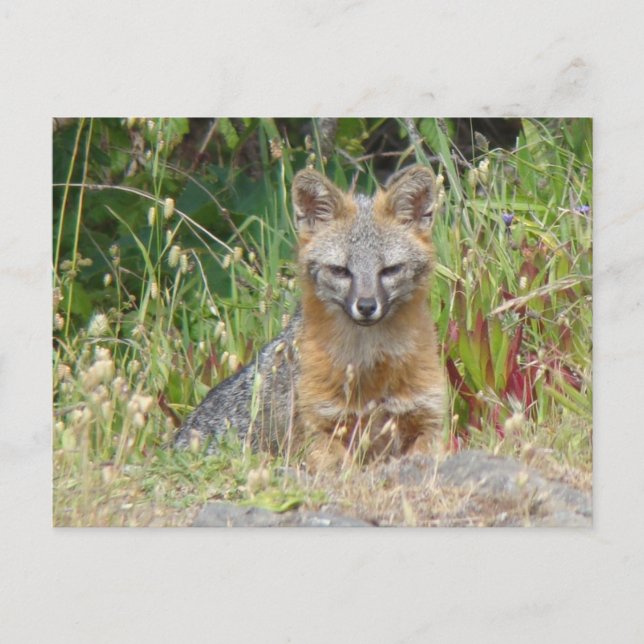 Grey Fox Postcard (Front)