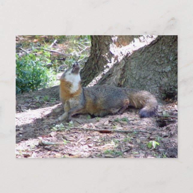 Grey Fox Postcard (Front)