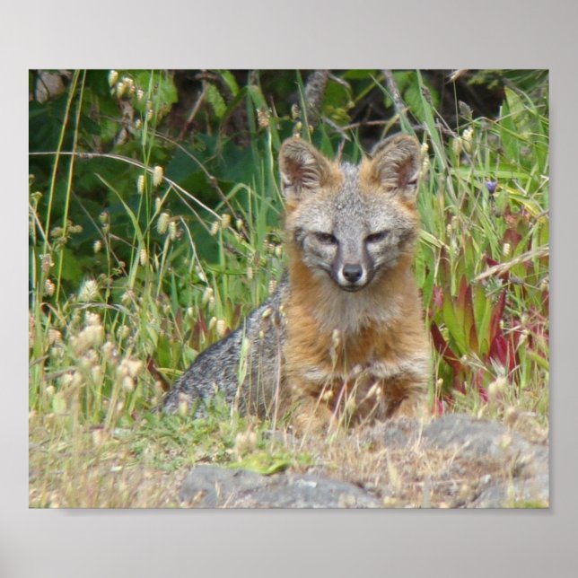 Grey Fox poster (Front)