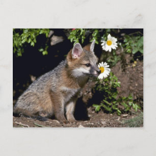 Grey Fox-young kit Postcard