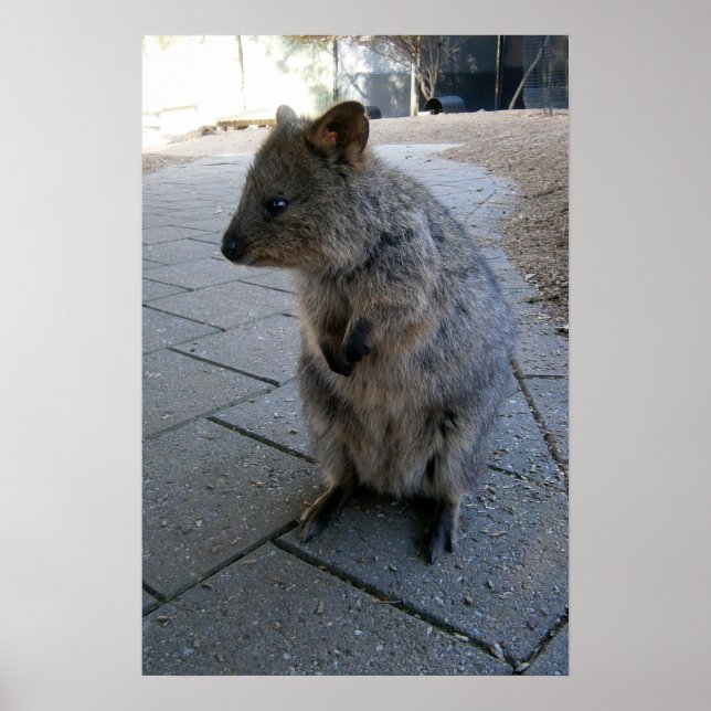 Grey Furry Australian Quokka, Poster (Front)