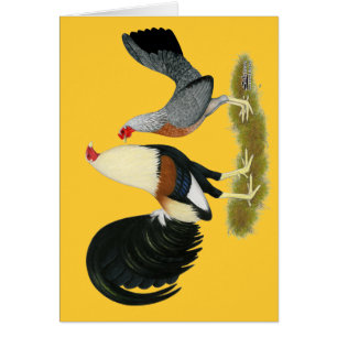 Grey Game Fowl Pair