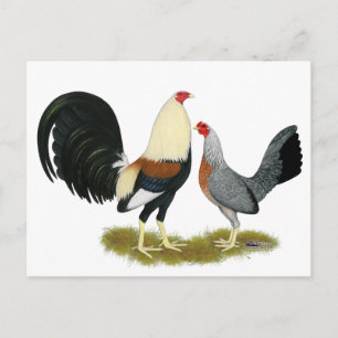 Grey Game Fowl Pair Postcard